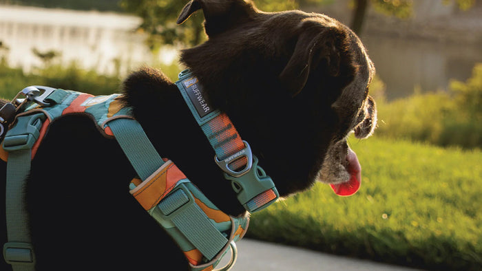 Front Range Dog Collar