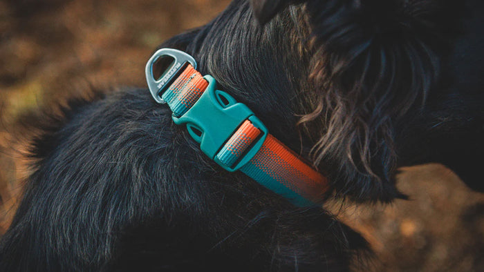 Front Range Dog Collar