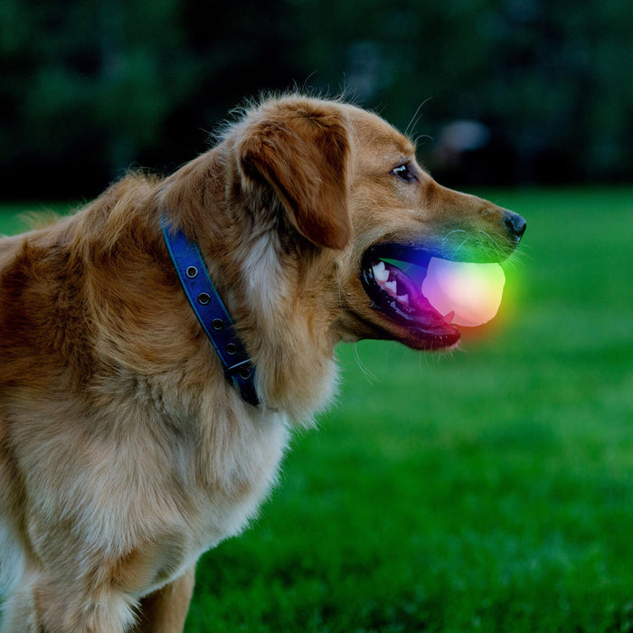 GlowStreak Wild Dog Light Ball