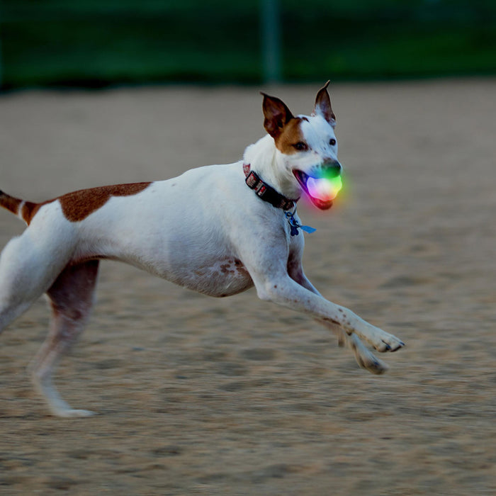GlowStreak Wild Dog Light Ball
