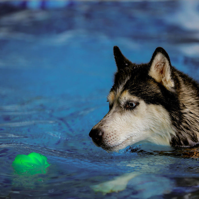 GlowStreak Wild Dog Light Ball