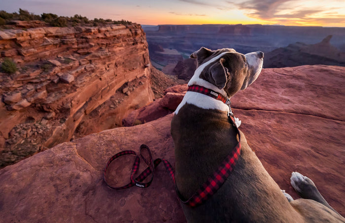 Lazy Bear Dog Collar