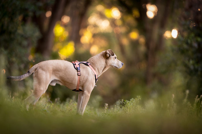 Lazy Bear Dog Harness