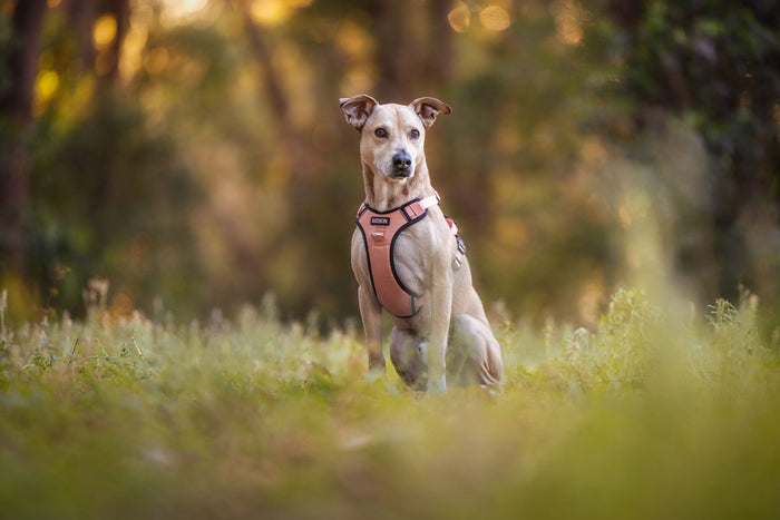 Lazy Bear Dog Harness