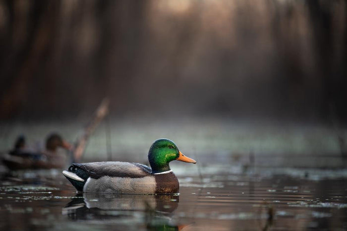 Mallard Floating Decoys - 6/PK