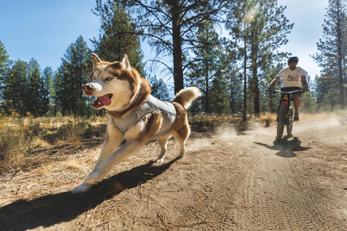 Swamp Cooler Zip Cooling Dog Vest